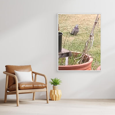 MR FATTY PIGEON OUR VISITOR 