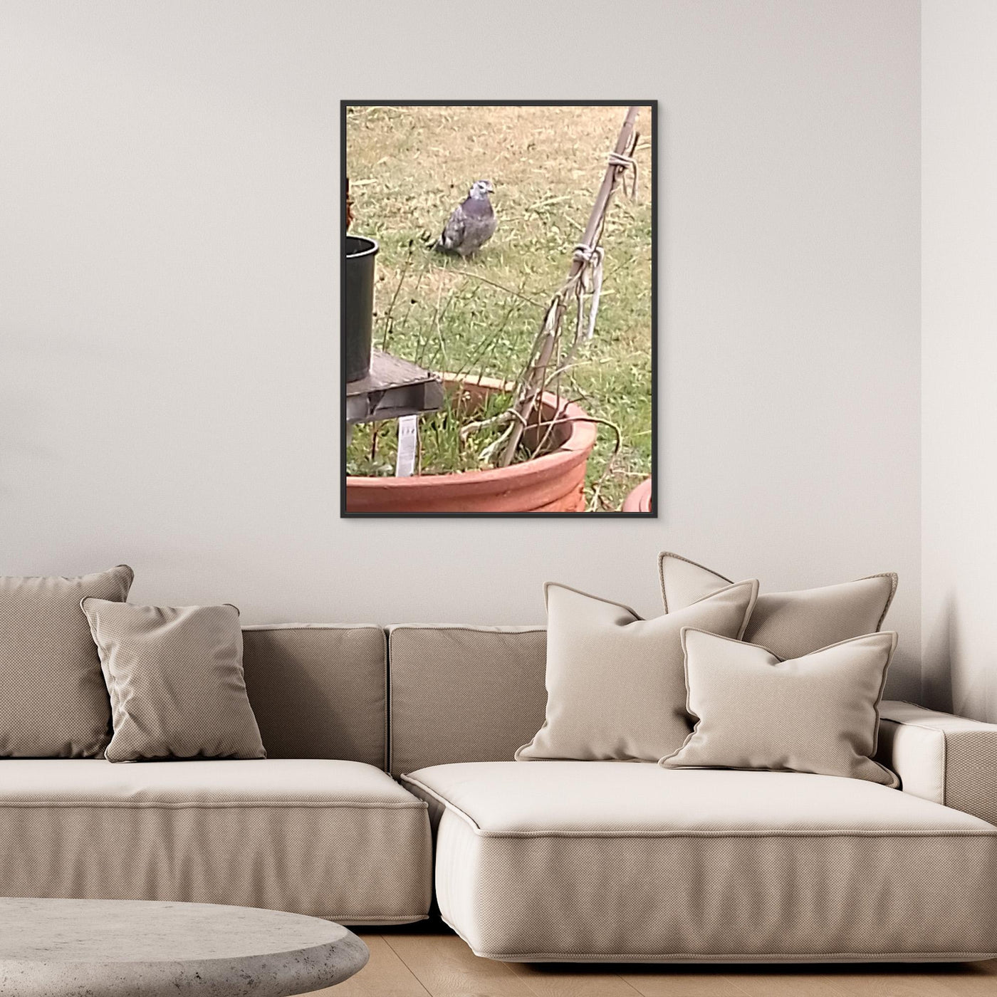 MR FATTY PIGEON OUR VISITOR 