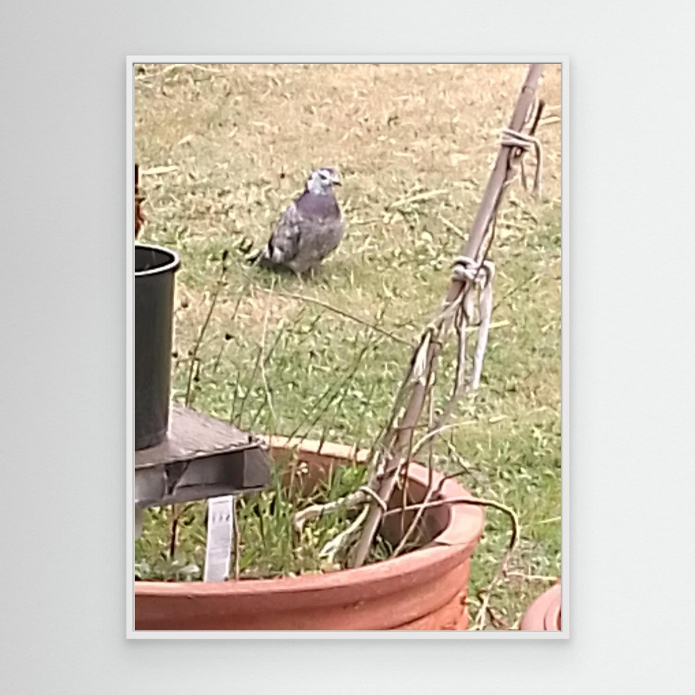 MR FATTY PIGEON OUR VISITOR 