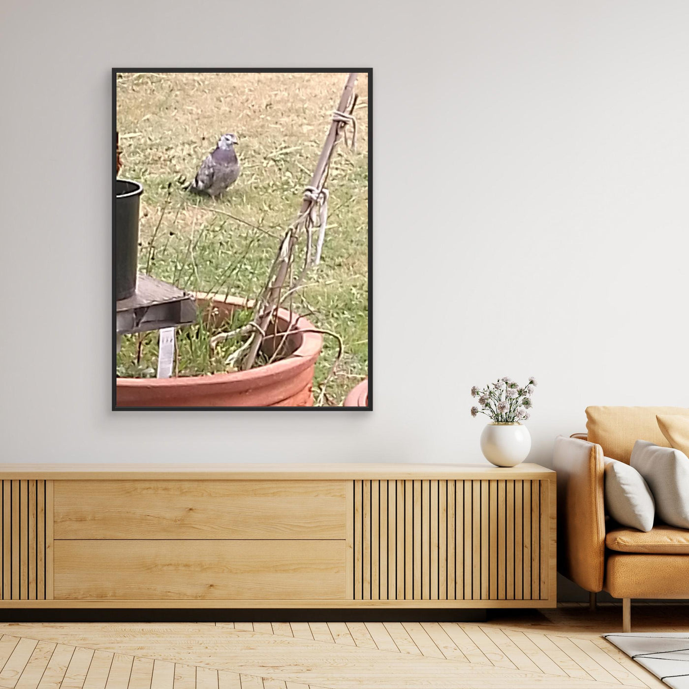 MR FATTY PIGEON OUR VISITOR 